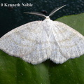 common wave (Cabera exanthemata) Kenneth Noble